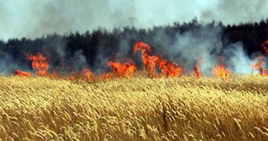 حريق فى شونة تخزين القمح ببنك التنمية والائتمان الزراعى بكفر صقر