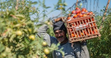 الزراعة تعلن عن طرح عروة الطماطم المبكرة نهاية نوفمبر والكيلو سيصل 3 جنيهات