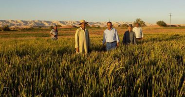 زراعة الزقازيق تحتفل بإنتاج أربعة أصناف من الأرز مقاومة للجفاف والملوحة
