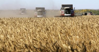 الزراعة: وزارة الصحة المسئولة عن رفض 18 ألف طن قمح روسى لوجود حشرات